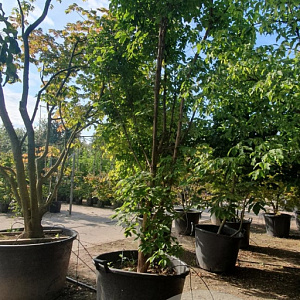 Acer griseum 300-350 cm container meerstammig