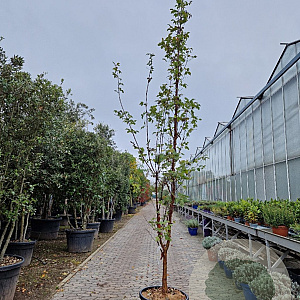 Acer griseum 300-350 cm container meerstammig