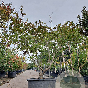 Acer japonicum 'Aconitifolium' 200-250 cm container meerstammig