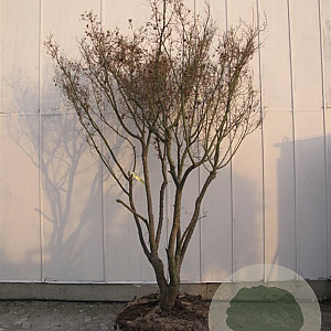 Acer palmatum 250-300 cm container Multistam