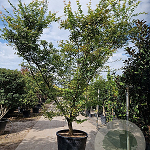 Acer palmatum 250-300 cm container Multistam