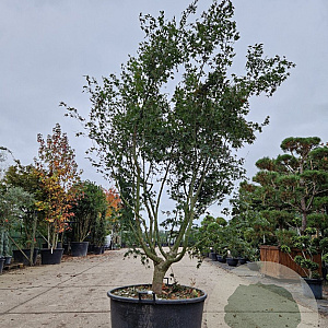 Acer palmatum 250-300 cm container meerstammig