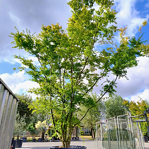 Acer palmatum 450-500 cm container solitair