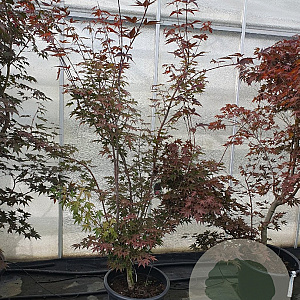 Acer pal. 'Atropurpureum' 175-200 cm container meerstammig