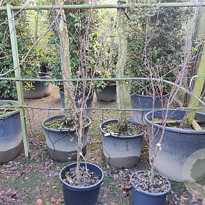 Acer pal. 'Bloodgood' 150-175 cm container 
