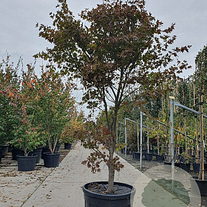 Acer pal. 'Bloodgood' 250-300 cm container meerstammig
