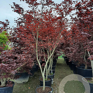 Acer pal. 'Bloodgood' 250-300 cm container meerstammig