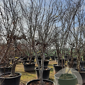 Acer pal. 'Bloodgood' 250-300 cm container meerstammig