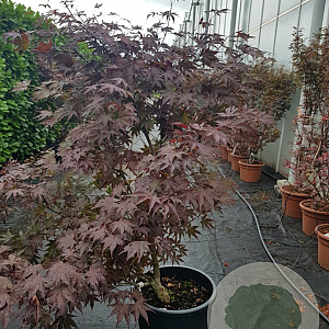 Acer pal. 'Fireglow' 100-125 cm container meerstammig