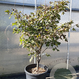 Acer pal. 'Fireglow' 100-125 cm container meerstammig