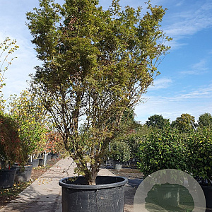 Acer pal. 'Jerre Schwartz' 250-300 cm container meerstammig