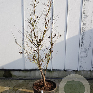 Acer pal. 'Osakazuki' 150-175 cm container 