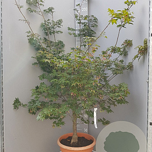 Acer pal. 'Osakazuki' 150-175 cm container 