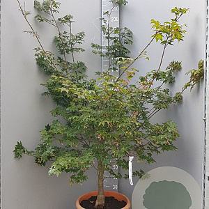 Acer pal. 'Osakazuki' 150-175 cm container 