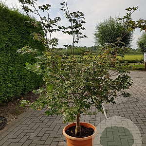 Acer pal. 'Osakazuki' 150-175 cm container 