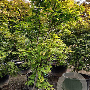 Acer pal. 'Osakazuki' 200-250 cm container meerstammig