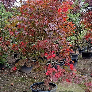 Acer pal. 'Osakazuki' 200-250 cm container meerstammig
