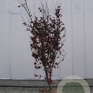 Acer pal. 'Osakazuki' 200-250 cm container meerstammig