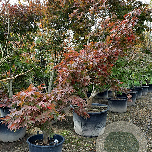 Acer pal. 'Osakazuki' 200-250 cm container meerstammig