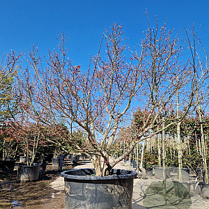 Acer pal. 'Osakazuki' 250-300 cm cont. 500L meerstammig