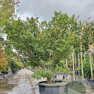 Acer pal. 'Taroh-yama' 175-200 cm container meerstammig
