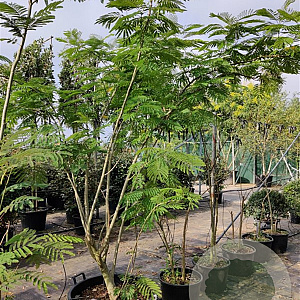 Albizia julibrissin 200-250 cm container meerstammig extra