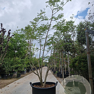 Albizia julibrissin 250-300 cm container meerstammig