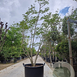Albizia julibrissin 250-300 cm container meerstammig