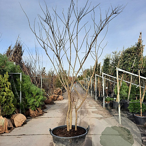 Albizia julibrissin 350-400 cm container meerstammig