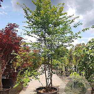 Carpinus betulus 400-450 cm container meerstammig extra