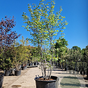 Cercis canadensis 200-250 cm container meerstammig extra