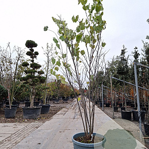 Cercis canadensis 250-300 cm container meerstammig