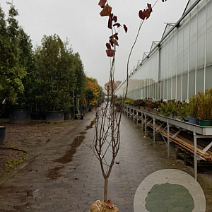 Cercis can. 'Forest Pansy' 175-200 cm container meerstammig