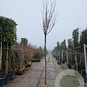 Cercis siliquastrum 180 cm stam container 14-16