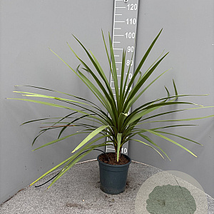 Cordyline australis gm 4,0L