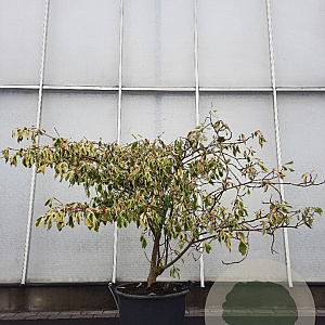Cornus controversa 'Variegata' 125-150 cm 50L