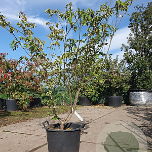 Cornus kousa chinensis 125-150 cm 30L