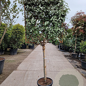Elaeagnus ebbingei 100 cm stam container 10-12HO
