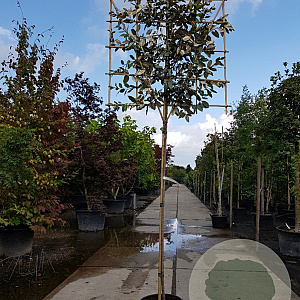 Elaeagnus ebbingei 180 cm stam container 6-8 rek