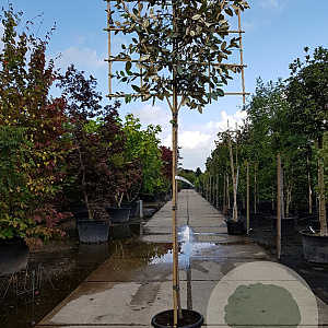 Elaeagnus ebbingei 180 cm stam container 6-8 rek