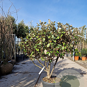 Elaeagnus ebbingei 80-100 cm 3,0L meerstammig