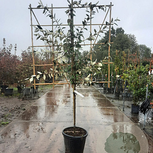 Elaeagnus ebbingei 80 cm stam container lei 120x120