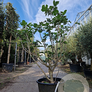 Ficus carica 175-200 cm container meerstammig