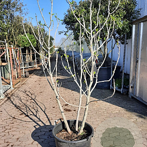 Ficus carica 175-200 cm container meerstammig