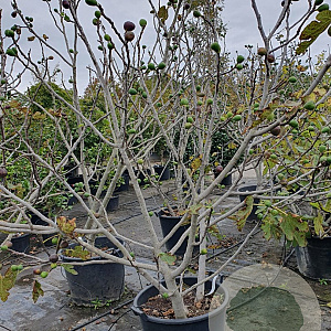 Ficus carica 200-250 cm container meerstammig extra