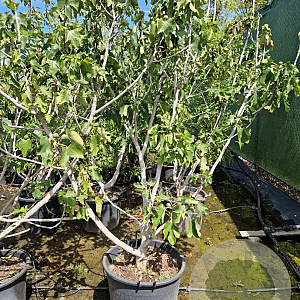Ficus carica 200-250 cm container meerstammig extra