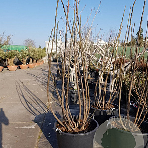 Ficus carica 200-250 cm container meerstammig extra