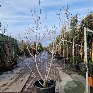 Ficus carica 200-250 cm container meerstammig extra