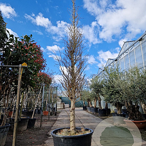 Ginkgo biloba 400-450 cm container solitair