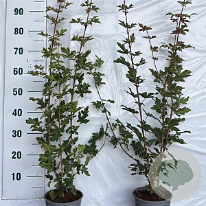 Acer campestre 40-50 cm 2,0L